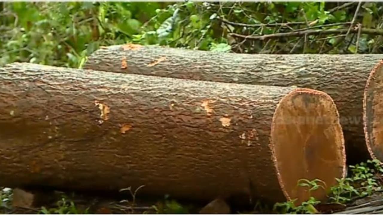 എത്ര ദുരന്തമുണ്ടായാലും പഠിക്കില്ല, പലതവണ ഉരുൾപൊട്ടലുണ്ടായ കുറുമ്പാലക്കോട്ടയിലെ മലകളില് വ്യാപക മരം മുറി എത്ര ദുരന്തമുണ്ടായാലും പഠിക്കില്ല, പലതവണ ഉരുൾപൊട്ടലുണ്ടായ കുറുമ്പാലക്കോട്ടയിലെ മലകളില് വ്യാപക മരം മുറി