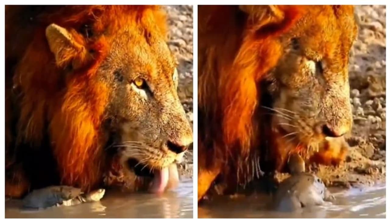 അസാമാന്യ ധൈര്യം തന്നെ; സിംഹത്തിന്‍റെ വെള്ളം കുടി മുട്ടിച്ച ആമയുടെ വീഡിയോ ഏറ്റെടുത്ത് സോഷ്യൽ മീഡിയ 