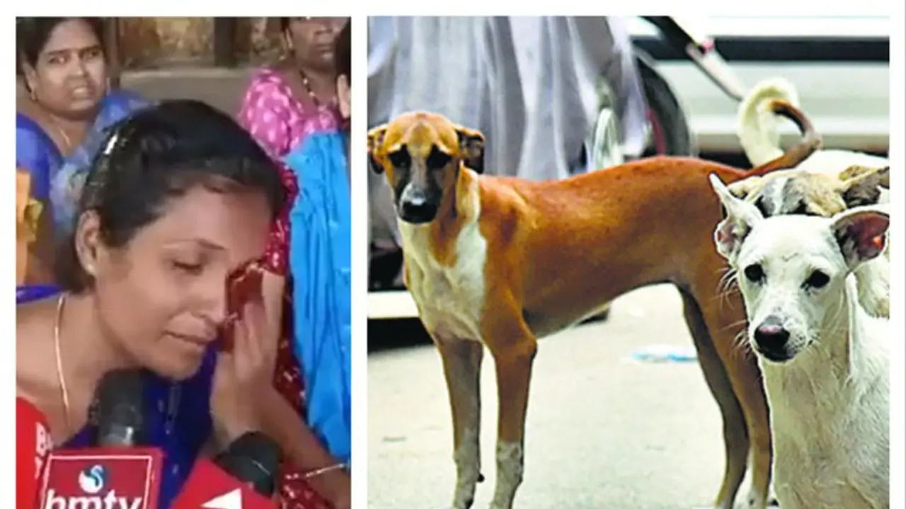 Street dog: கடித்து குதறிய தெருநாய்கள்; துடிதுடித்து உயிரிழந்த ஒன்றரை வயது குழந்தை