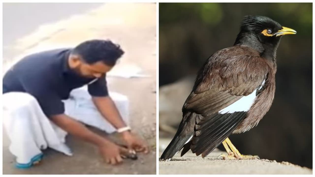 Kerala: Heartwarming video of man saving Myna by performing CPR goes viral (WATCH)