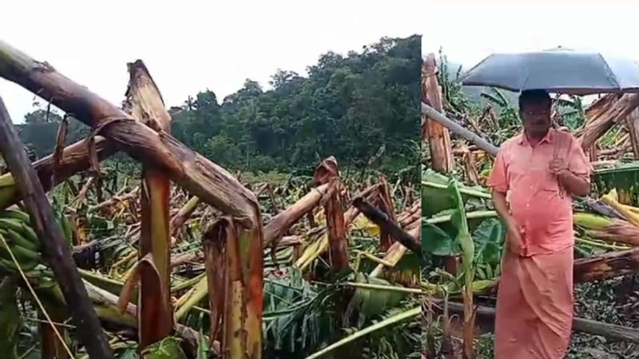അതിശക്തമായ കാറ്റും മഴയും; വാഴത്തോട്ടങ്ങളിൽ വ്യാപക നാശം, വായ്പയെടുത്ത് കൃഷി ചെയ്ത കർഷകന്റെ 500 വാഴകൾ നശിച്ചു