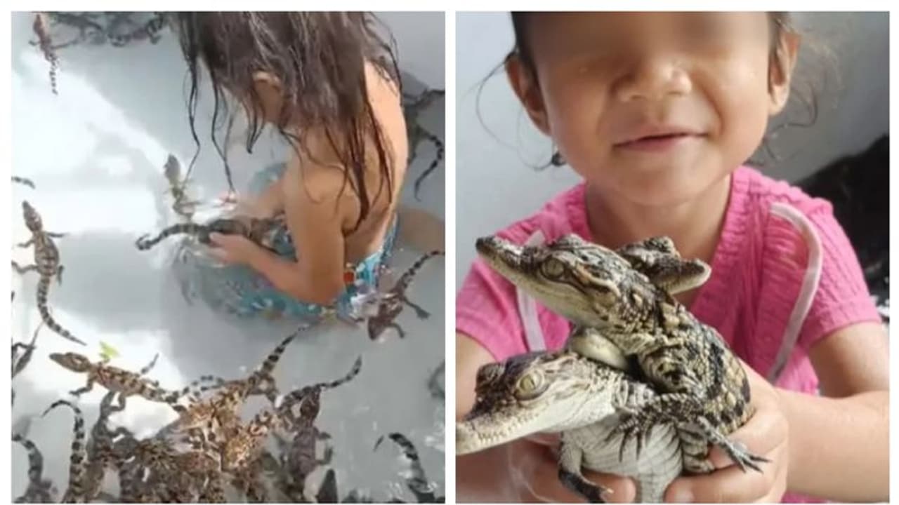 200 ഓളം മുതല കുഞ്ഞുങ്ങൾക്കൊപ്പം കളിക്കുന്ന നാല് വയസുകാരി; അമ്മയുടെ മറുപടി കേട്ട് സോഷ്യല് മീഡിയ ഞെട്ടി 200 ഓളം മുതല കുഞ്ഞുങ്ങൾക്കൊപ്പം കളിക്കുന്ന നാല് വയസുകാരി; അമ്മയുടെ മറുപടി കേട്ട് സോഷ്യല് മീഡിയ ഞെട്ടി