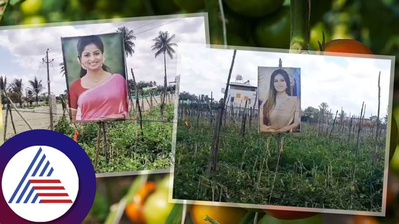 ತೋಟದಲ್ಲಿ ಟೊಮೆಟೊ ಬೆಳೆದ ರೈತ; ದೃಷ್ಠಿಬೊಂಬೆ ಬದಲು ರಚಿತಾ ರಾಮ್, ಸನ್ನಿ ಲಿಯೋನ್ ಫೋಟೋ ಹಾಕಿದ! ತೋಟದಲ್ಲಿ ಟೊಮೆಟೊ ಬೆಳೆದ ರೈತ; ದೃಷ್ಠಿಬೊಂಬೆ ಬದಲು ರಚಿತಾ ರಾಮ್, ಸನ್ನಿ ಲಿಯೋನ್ ಫೋಟೋ ಹಾಕಿದ!