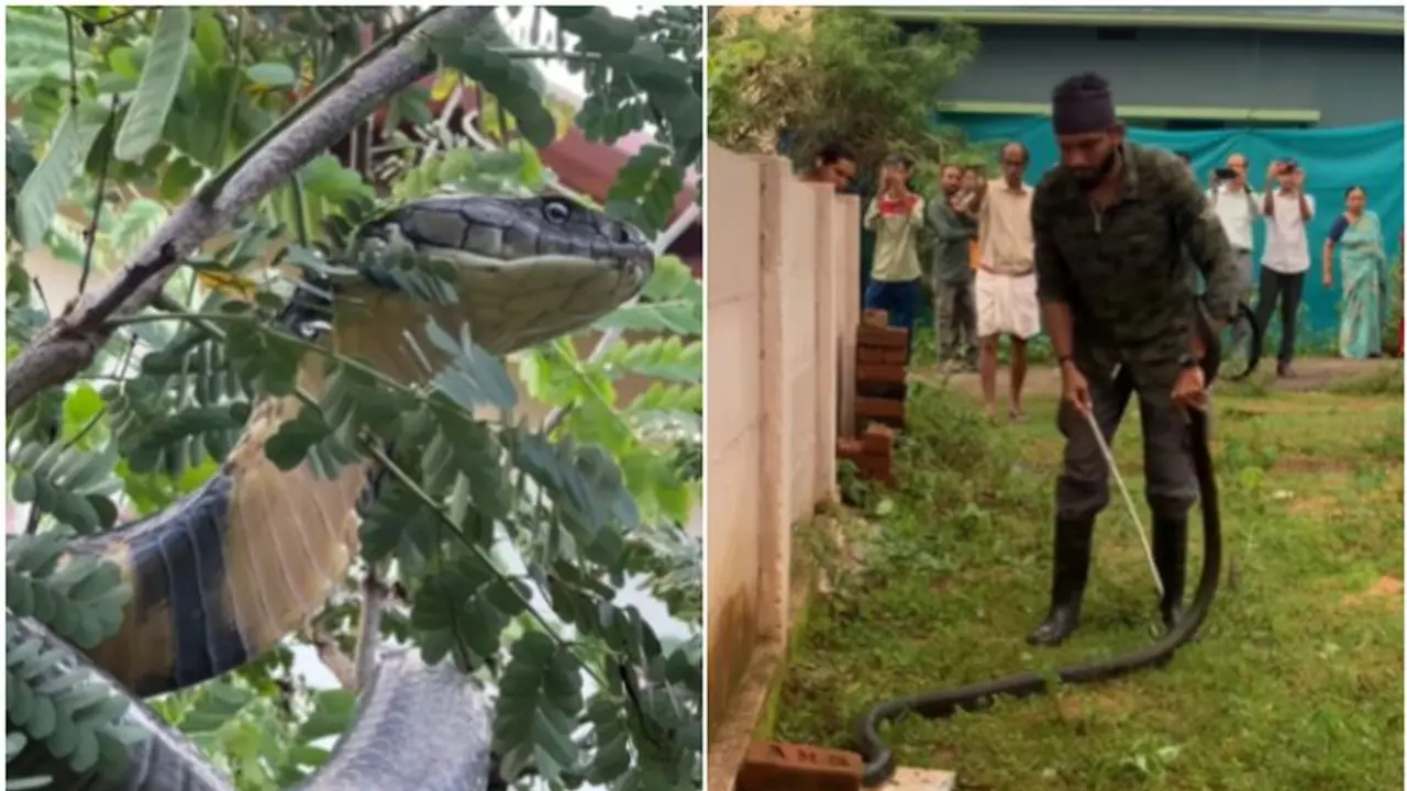 Karnataka: Video of 12 ft king cobra in residential compound goes viral; successfully rescued and released