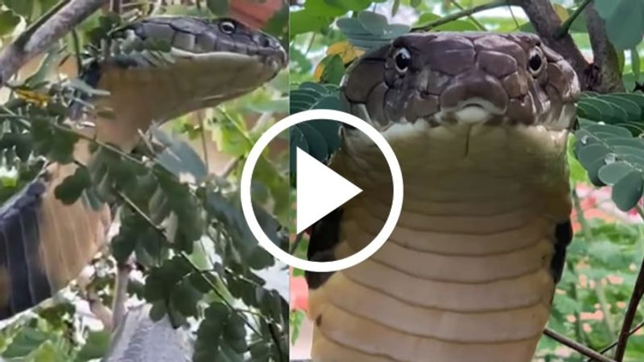 Karnataka: SHOCKING video of 12 ft long King Cobra inside residential area near Agumbe forest (WATCH) Karnataka: SHOCKING video of 12 ft long King Cobra inside residential area near Agumbe forest (WATCH)