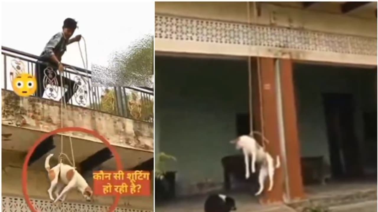  WATCH: Teenager heartlessly swings dog from terrace, posts video on Comedy social media page