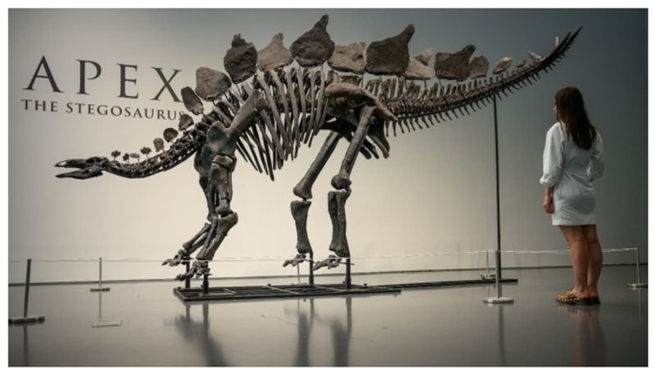 അന്ന് മാലിന്യം, ഇന്ന് മുന്നൂറ് കോടി; ദിനോസര്‍ അസ്ഥികൂടത്തിന് ലേലത്തില്‍ ലഭിച്ചത് 373 കോടി രൂപ