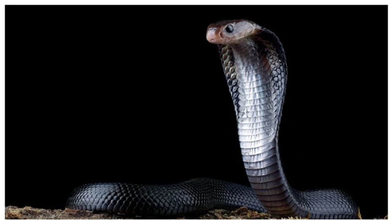 മധുരപലഹാരക്കടയിൽ നിന്നും 30 മൂർഖൻ പാമ്പുകളെ പിടികൂടി, പിന്നാലെ സ്ഥലത്തിന്‍റെ പേര് മാറ്റി; കോബ്ര കോളനി