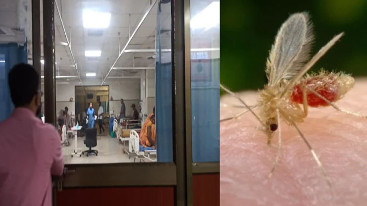 வேகமெடுக்கிறதா Chandipura Virus? இதுவரை 15 பேர் பலி இந்த திடீர் நோய் பரவலுக்கு என்ன காரணம்?