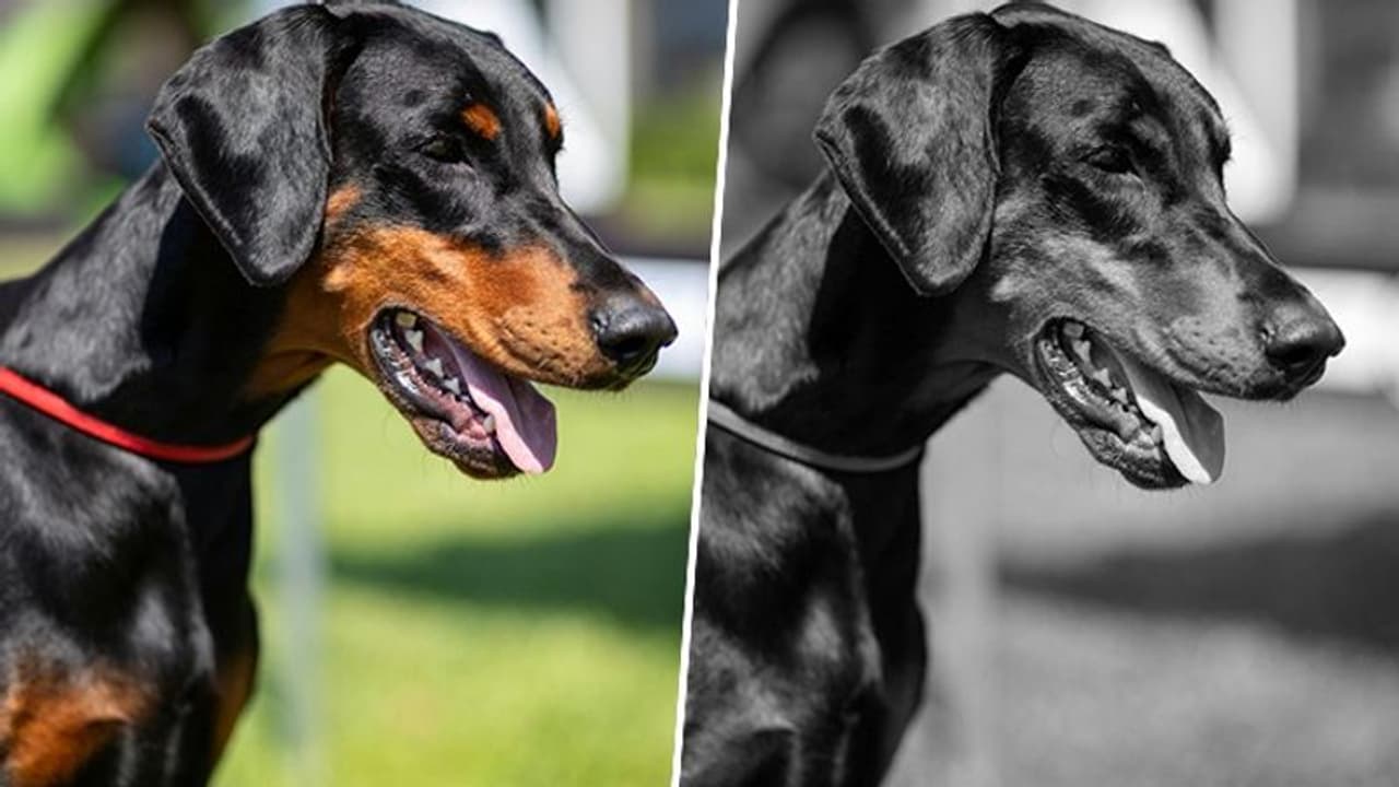 Life saving feat: THIS Karnataka police dog ran 8 km in heavy rain to rescue woman; check details Life saving feat: THIS Karnataka police dog ran 8 km in heavy rain to rescue woman; check details