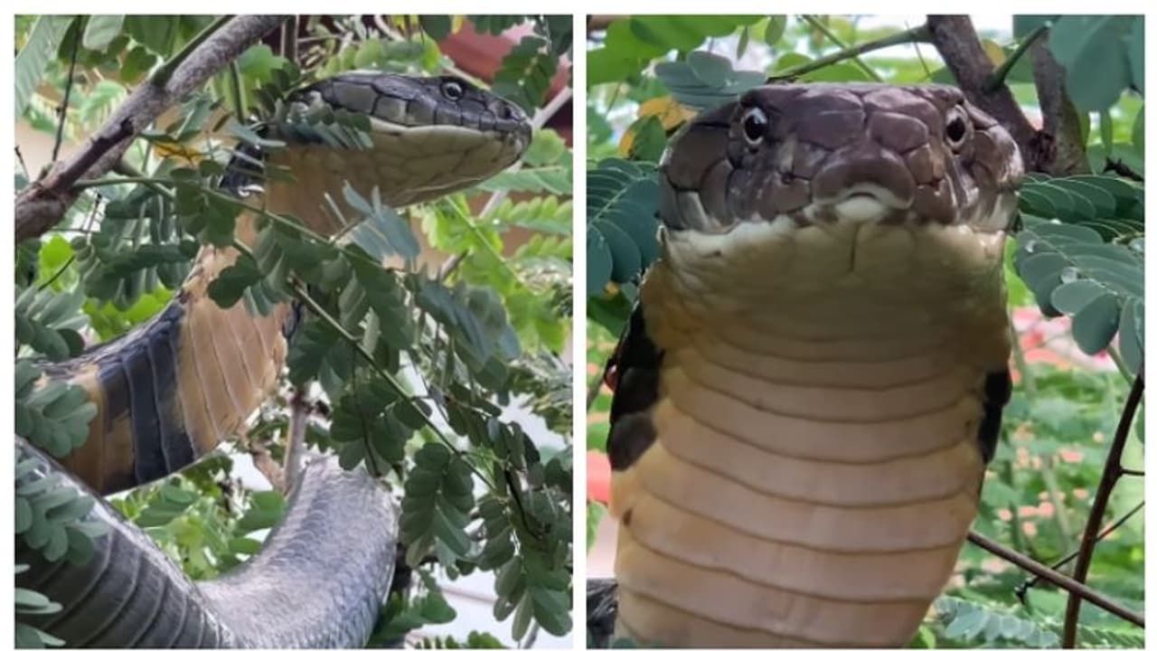 'ഭയം അരിച്ച് കയറും...'; 12 നീളമുള്ള പടുകൂറ്റന്‍ രാജവെമ്പാലയെ പിടികൂടുന്ന വീഡിയോ 