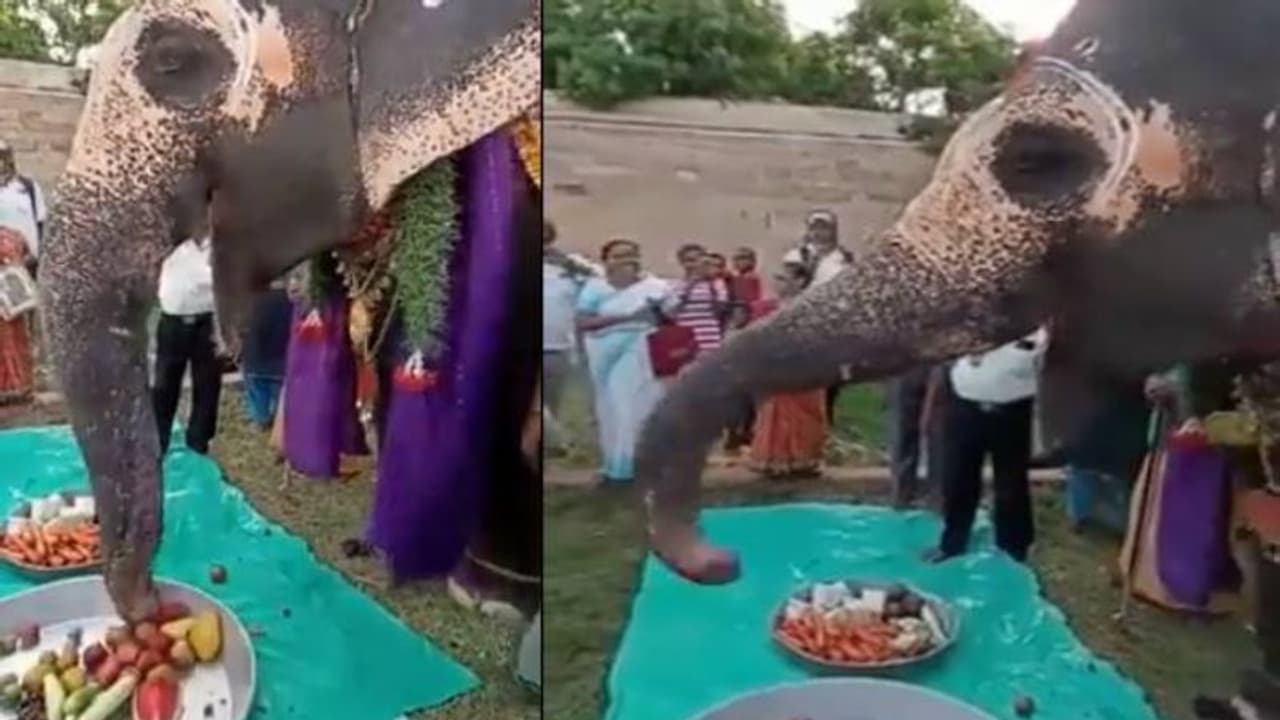 അഖിലയ്‍ക്ക് ഹാപ്പി ബർത്ത് ഡേ, പാട്ടുപാടി നാട്ടുകാർ, തലയാട്ടി സ്വീകരിച്ച് ആന, വൈറൽ വീഡിയോ