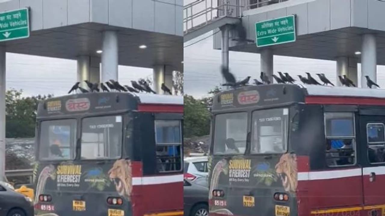 ഇതിപ്പോ ലാഭായല്ലോ; ടിക്കറ്റുമെടുക്കണ്ട, പറക്കുകയും വേണ്ട, ബസിന്റെ പുറത്ത് കാക്കകൾക്ക് ഫ്രീ സഫാരി