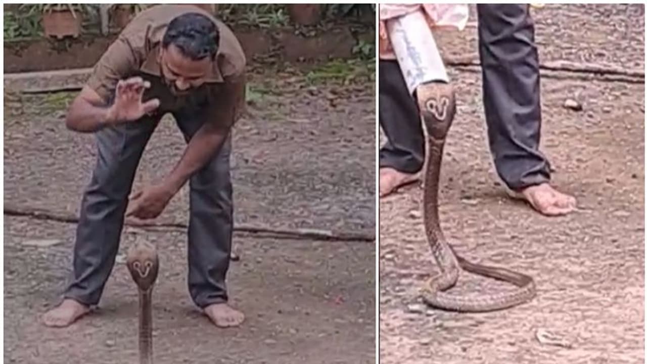 അതിസാഹസികമായി ശ്രദ്ധ വരുതിയിലാക്കി, പിന്നെ പൈപ്പിനുള്ളിലാക്കി; കിളിയെ അകത്താക്കുന്നത് പതിവാക്കിയ മൂർഖൻ പിടിയിൽ അതിസാഹസികമായി ശ്രദ്ധ വരുതിയിലാക്കി, പിന്നെ പൈപ്പിനുള്ളിലാക്കി; കിളിയെ അകത്താക്കുന്നത് പതിവാക്കിയ മൂർഖൻ പിടിയിൽ
