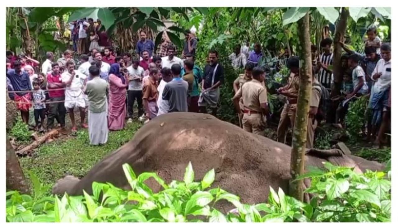 കാട്ടാന ചരിഞ്ഞ നിലയിൽ; ഷോക്കേറ്റതെന്ന് പ്രാഥമിക നി​ഗമനം; നിയമനടപടികൾ സ്വീകരിക്കുമെന്ന് വനംവകുപ്പ്