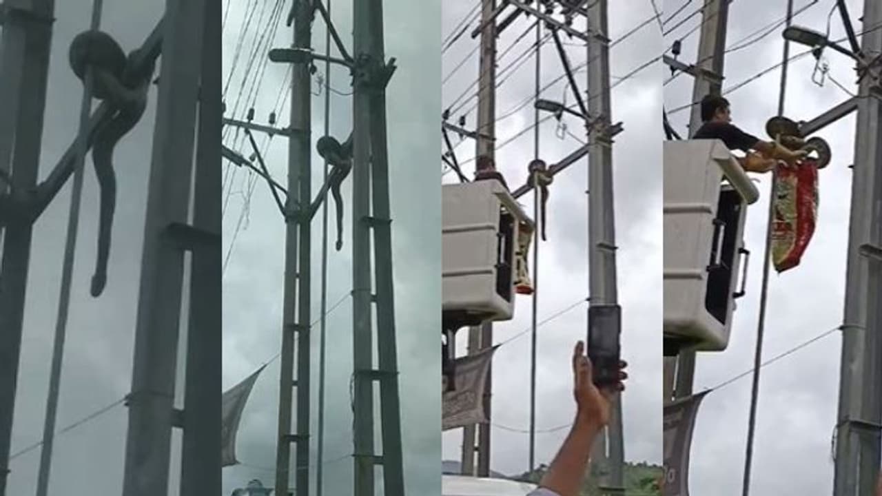 മലപ്പുറത്ത് ട്രാൻസ്ഫോർമറിന് മുകളിൽ കൂറ്റൻ പെരുമ്പാമ്പ്, ക്രെയിൻ എത്തിച്ച് സാഹസികമായി രക്ഷപ്പെടുത്തി മലപ്പുറത്ത് ട്രാൻസ്ഫോർമറിന് മുകളിൽ കൂറ്റൻ പെരുമ്പാമ്പ്, ക്രെയിൻ എത്തിച്ച് സാഹസികമായി രക്ഷപ്പെടുത്തി