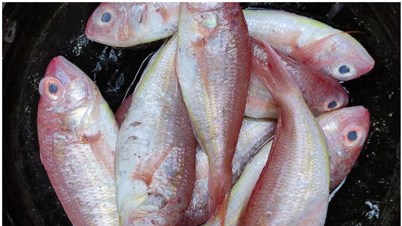 വറുക്കാൻ മലയാളിക്ക് ഏറെ പ്രിയപ്പെട്ട കിളിമീൻ ഉൽപദാനം 41 ശതമാനം കൂടി, എംഎൽഎസ് നിയന്ത്രണം ഫലം കാണുന്നു; പഠനം വറുക്കാൻ മലയാളിക്ക് ഏറെ പ്രിയപ്പെട്ട കിളിമീൻ ഉൽപദാനം 41 ശതമാനം കൂടി, എംഎൽഎസ് നിയന്ത്രണം ഫലം കാണുന്നു; പഠനം