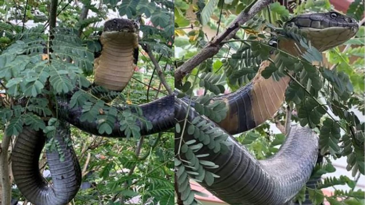 എന്റമ്മോ, ഒന്നും രണ്ടുമല്ല പന്ത്രണ്ടടിയുള്ള മൂർഖൻ, അതും വീടിന് മുറ്റത്തെ മരത്തിൽ, വൈറലായി പിടികൂടുന്ന രം​ഗം