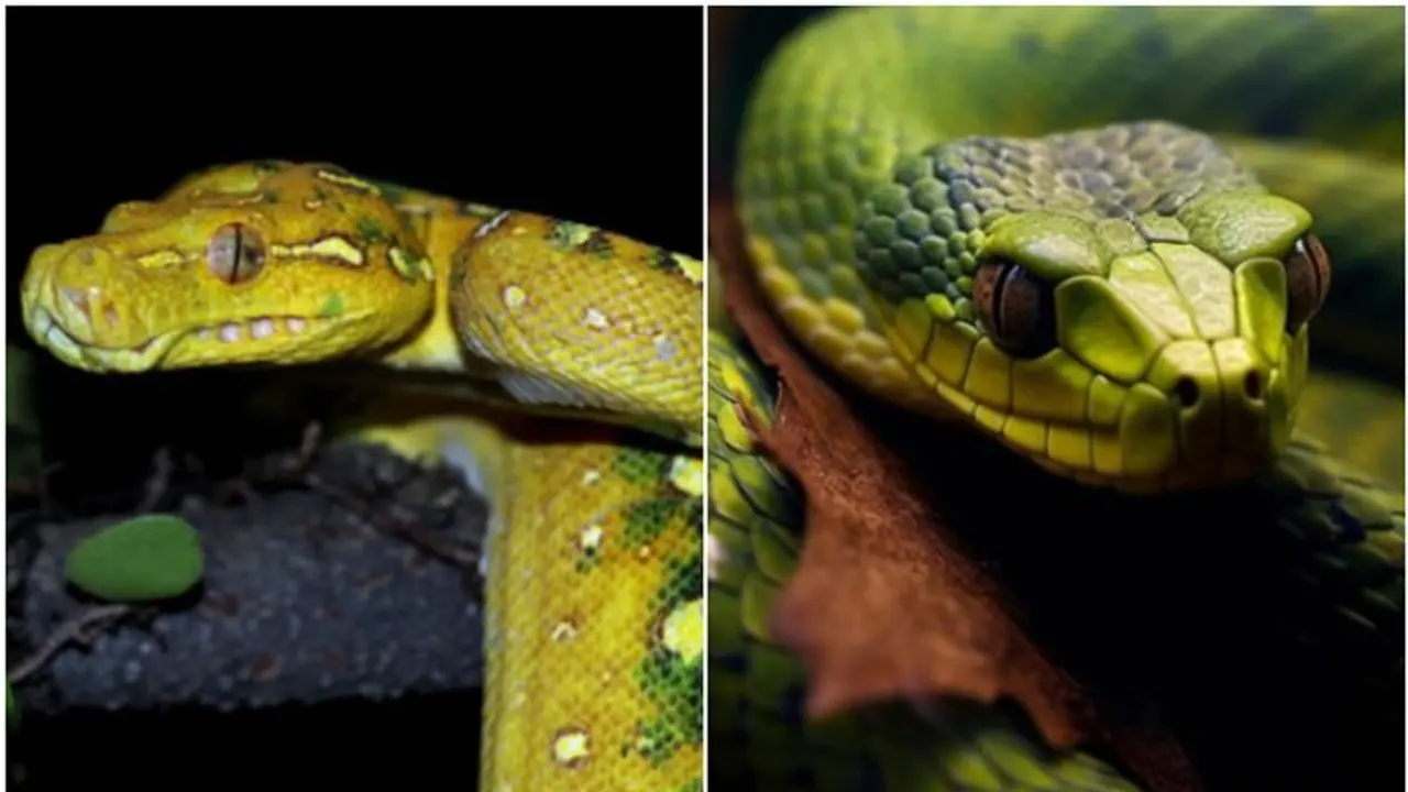 The Most Venomous Snake: Not the Common Cobra or Python