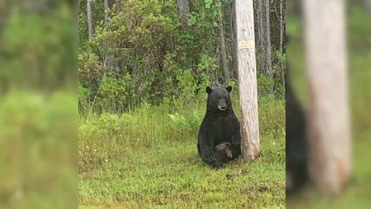 കരടി വിഷാദത്തിൽ, സെൽഫി എടുക്കരുത്, വ്യത്യസ്തമായ അഭ്യർത്ഥനയുമായി പൊലീസ്
