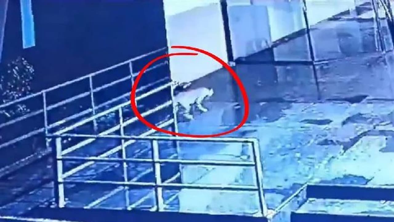 മാളിൽ പുള്ളിപ്പുലി, ദൃശ്യങ്ങൾ പതിഞ്ഞത് സിസിടിവി ക്യാമറയിൽ, വിടാതെ ആശങ്ക