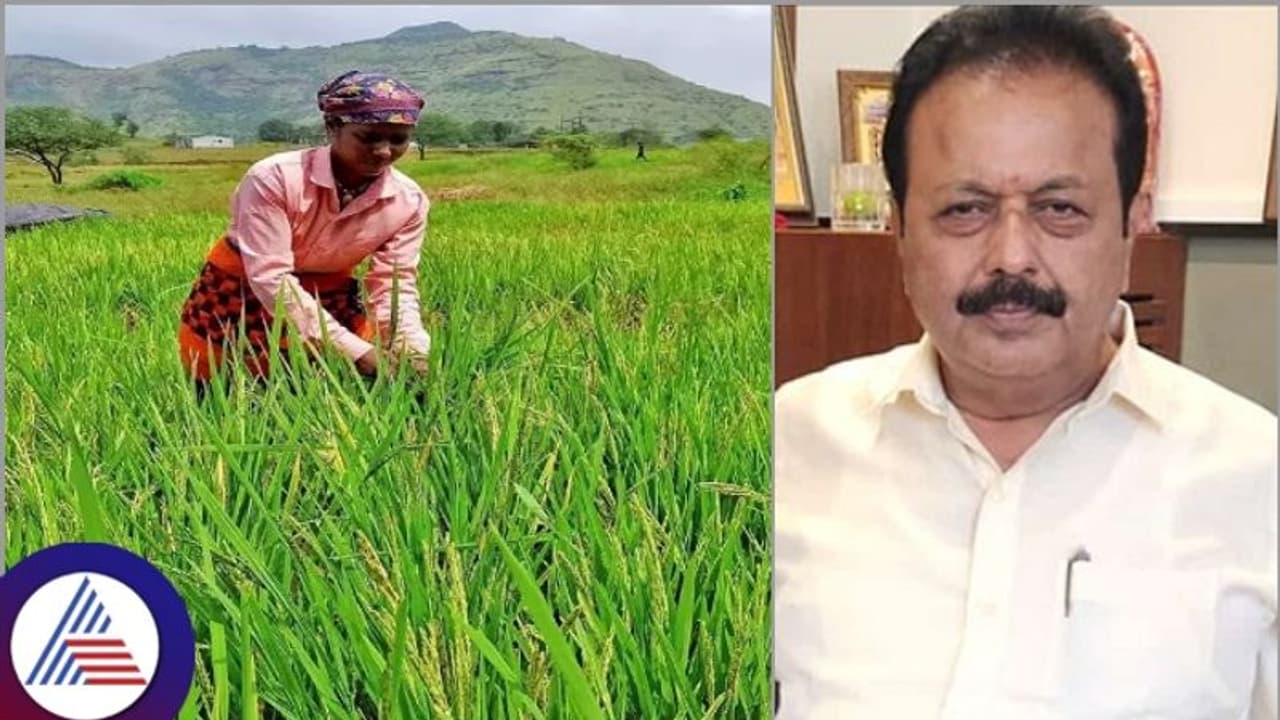 ಕರಾವಳಿ ಜಿಲ್ಲೆಗಳಿಗೆ MO 4, ಕೆಂಪುಮುಕ್ತಿ ಹಾಗೂ ಉಮಾ ತಳಿಯ ಬಿತ್ತನೆ ಭತ್ತದ ಬೀಜ ಪೂರೈಕೆ ಕರಾವಳಿ ಜಿಲ್ಲೆಗಳಿಗೆ MO 4, ಕೆಂಪುಮುಕ್ತಿ ಹಾಗೂ ಉಮಾ ತಳಿಯ ಬಿತ್ತನೆ ಭತ್ತದ ಬೀಜ ಪೂರೈಕೆ