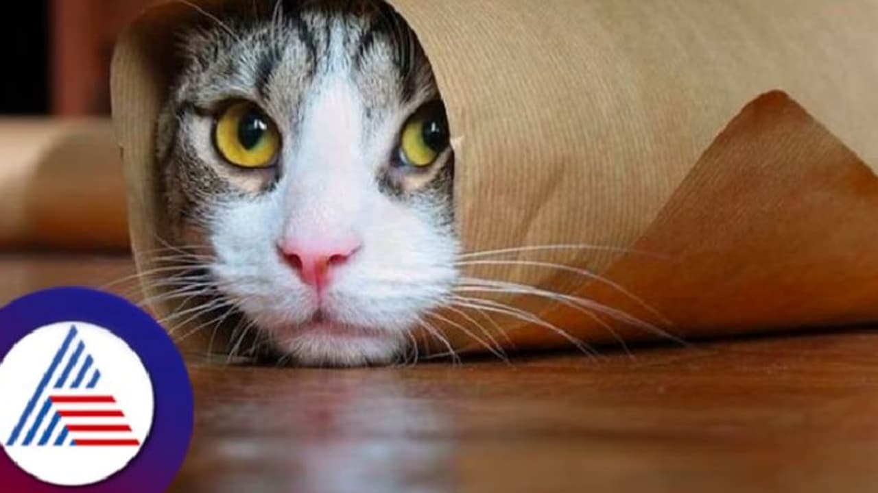 ಬೆಕ್ಕು ಕಳವು ಪ್ರಕರಣವೊಂದು ಹೈಕೋರ್ಟ್‌ ಮೆಟ್ಟಿಲೇರಿದೆ; ಪೊಲೀಸರ ನಡೆಗೆ ಜಡ್ಜ್ ಅಚ್ಚರಿ!