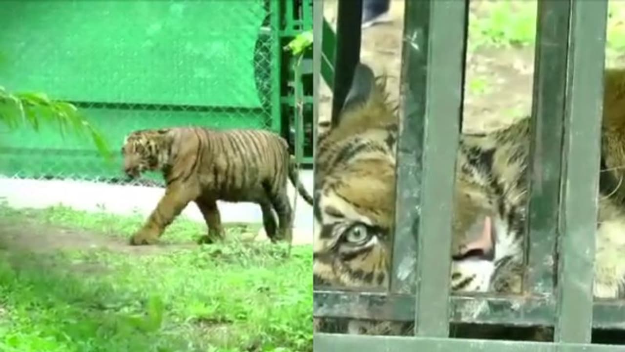 ചികിത്സാ കാലം കഴിഞ്ഞു, പരിക്കെല്ലാം മാറി കടുവ ഉഷാറായി; ഇനി ശിഷ്ടകാലം വണ്ടല്ലൂര് ദേശീയ ഉദ്യോനത്തിൽ ചികിത്സാ കാലം കഴിഞ്ഞു, പരിക്കെല്ലാം മാറി കടുവ ഉഷാറായി; ഇനി ശിഷ്ടകാലം വണ്ടല്ലൂര് ദേശീയ ഉദ്യോനത്തിൽ