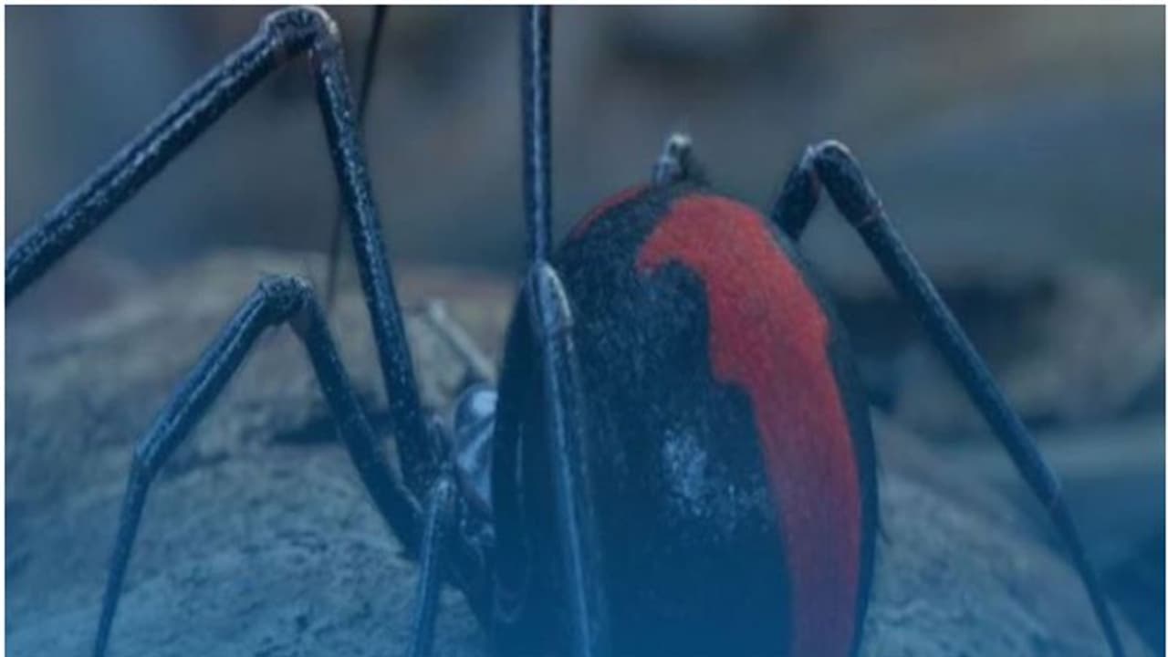 കടുത്ത വേദന, ഛർദ്ദി, പേശികൾക്ക് ബലക്കുറവ്; നിസ്സാരമല്ല, കടിയേറ്റാൽ ഉടൻ ചികിത്സ വേണം, ഉള്ളിൽ കൊടുംവിഷം കടുത്ത വേദന, ഛർദ്ദി, പേശികൾക്ക് ബലക്കുറവ്; നിസ്സാരമല്ല, കടിയേറ്റാൽ ഉടൻ ചികിത്സ വേണം, ഉള്ളിൽ കൊടുംവിഷം