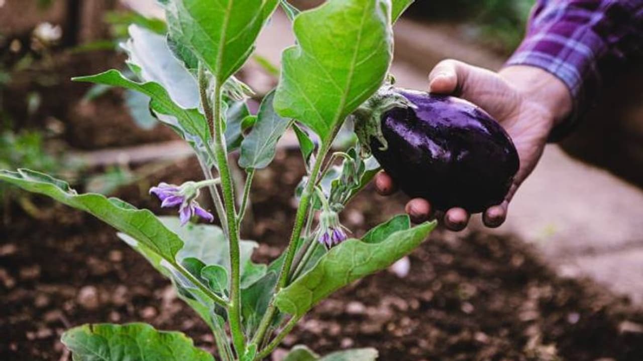 കൃഷിയിൽ റിസ്ക് കുറവ്, വിളവ് കൂടുതൽ, വഴുതന ഇനങ്ങളിലെ ഊർജ്ജസ്വലൻ പൊന്നി കൃഷിയിൽ റിസ്ക് കുറവ്, വിളവ് കൂടുതൽ, വഴുതന ഇനങ്ങളിലെ ഊർജ്ജസ്വലൻ പൊന്നി
