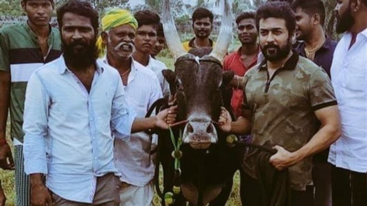 'വാടിവാസൽ' എന്തായി: പുതിയ അപ്ഡേറ്റുമായി നിര്‍മ്മാതാവ് രംഗത്ത്