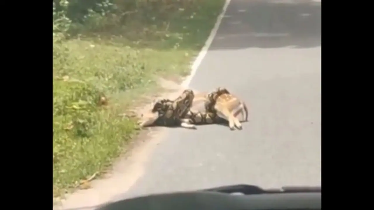 Viral Video: Man Frees Deer from Python, Internet Reacts [WATCH]