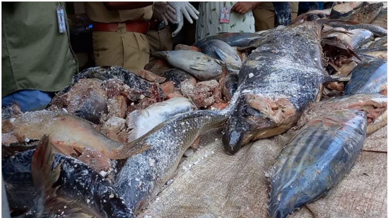 കേര, ചൂര, തിലോപ്പിയ, നെയ് മീന്; പളളുരുത്തി വെളി മാര്ക്കറ്റില് നിന്ന് പിടിച്ചെടുത്ത് 200 കിലോ പഴകിയ മല്സ്യം കേര, ചൂര, തിലോപ്പിയ, നെയ് മീന്; പളളുരുത്തി വെളി മാര്ക്കറ്റില് നിന്ന് പിടിച്ചെടുത്ത് 200 കിലോ പഴകിയ മല്സ്യം