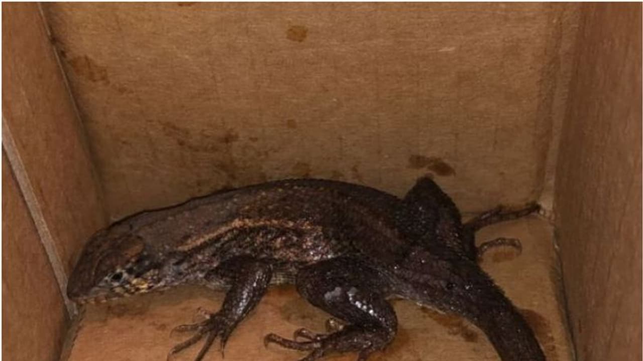 എന്തൊക്കെയാ ഇവിടെ നടക്കുന്നേ? പെട്ടി തുറന്നപ്പോൾ ഞെട്ടി; ആമസോണിൽ ഓർഡർ ചെയ്തത് എയർ ഫ്രൈയർ, വന്നത് ഭീമൻ പല്ലി! എന്തൊക്കെയാ ഇവിടെ നടക്കുന്നേ? പെട്ടി തുറന്നപ്പോൾ ഞെട്ടി; ആമസോണിൽ ഓർഡർ ചെയ്തത് എയർ ഫ്രൈയർ, വന്നത് ഭീമൻ പല്ലി!