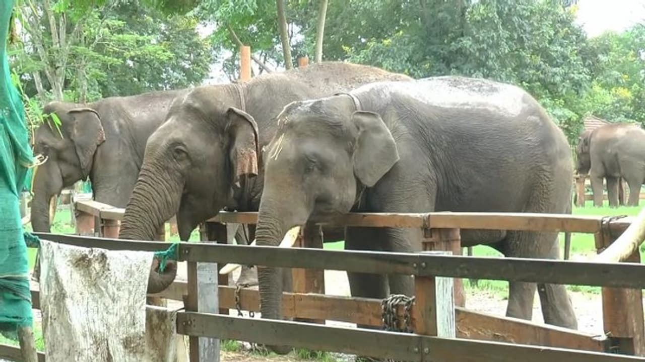 ಕೊಡಗು: ದುಬಾರೆ ಸಾಕಾನೆ ಶಿಬಿರದಿಂದ 5 ಆನೆಗಳು ದಸರಾ ಜಂಬೂ ಸವಾರಿಗೆ ಆಯ್ಕೆ..! ಕೊಡಗು: ದುಬಾರೆ ಸಾಕಾನೆ ಶಿಬಿರದಿಂದ 5 ಆನೆಗಳು ದಸರಾ ಜಂಬೂ ಸವಾರಿಗೆ ಆಯ್ಕೆ..!