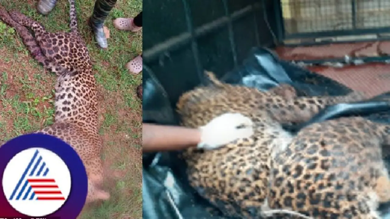 ಕಾಡು ಹಂದಿ ಹಿಡಿಯಲು ಹಾಕಿದ್ದ ಉರುಳಿಗೆ ಸಿಲುಕಿ ಚಿರತೆ ಸಾವು! ರೈತನ ವಿರುದ್ಧ ಎಫ್‌ಐಆರ್!