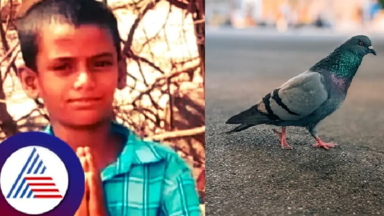 ಚಿತ್ರದುರ್ಗ: ಪಾರಿವಾಳ ಉಳಿಸಲು ಹೋಗಿ ತನ್ನ ಪ್ರಾಣವನ್ನೇ ಬಲಿಕೊಟ್ಟ ಬಾಲಕ! ಚಿತ್ರದುರ್ಗ: ಪಾರಿವಾಳ ಉಳಿಸಲು ಹೋಗಿ ತನ್ನ ಪ್ರಾಣವನ್ನೇ ಬಲಿಕೊಟ್ಟ ಬಾಲಕ!