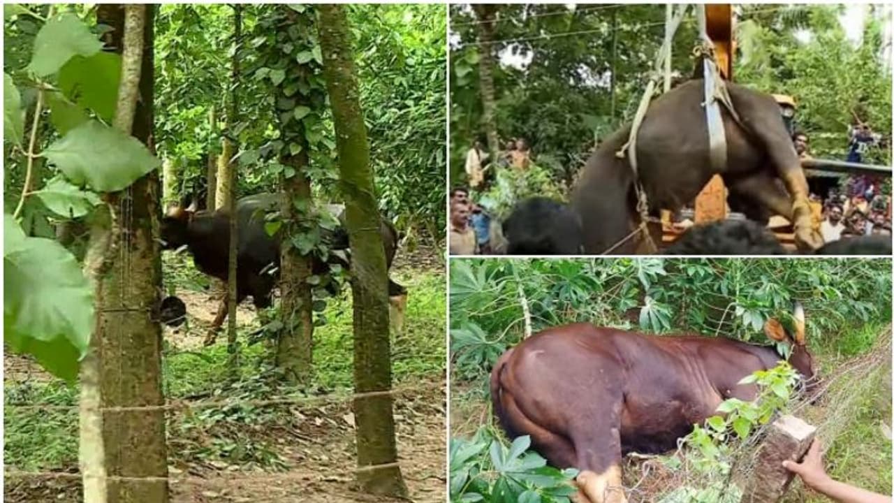 തിരുവനന്തപുരത്ത് ജനവാസ മേഖലയിൽ ഭീതിപരത്തി കാട്ടുപോത്ത്; മയക്കുവെടി വച്ച് പിടികൂടി, കാട്ടിൽ തുറന്ന് വിടും തിരുവനന്തപുരത്ത് ജനവാസ മേഖലയിൽ ഭീതിപരത്തി കാട്ടുപോത്ത്; മയക്കുവെടി വച്ച് പിടികൂടി, കാട്ടിൽ തുറന്ന് വിടും