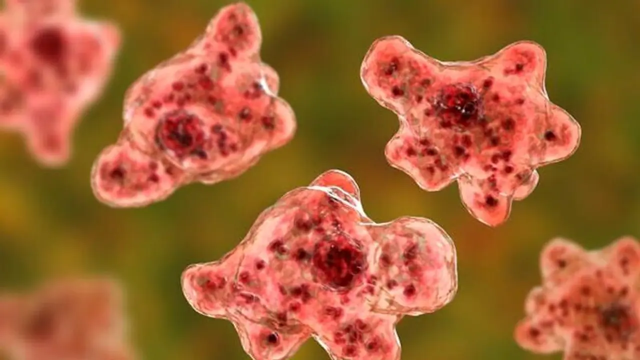 New 'enemy' strikes Israel: What is 'brain eating amoeba' causing widespread panic? Symptoms, cases & more New 'enemy' strikes Israel: What is 'brain eating amoeba' causing widespread panic? Symptoms, cases & more