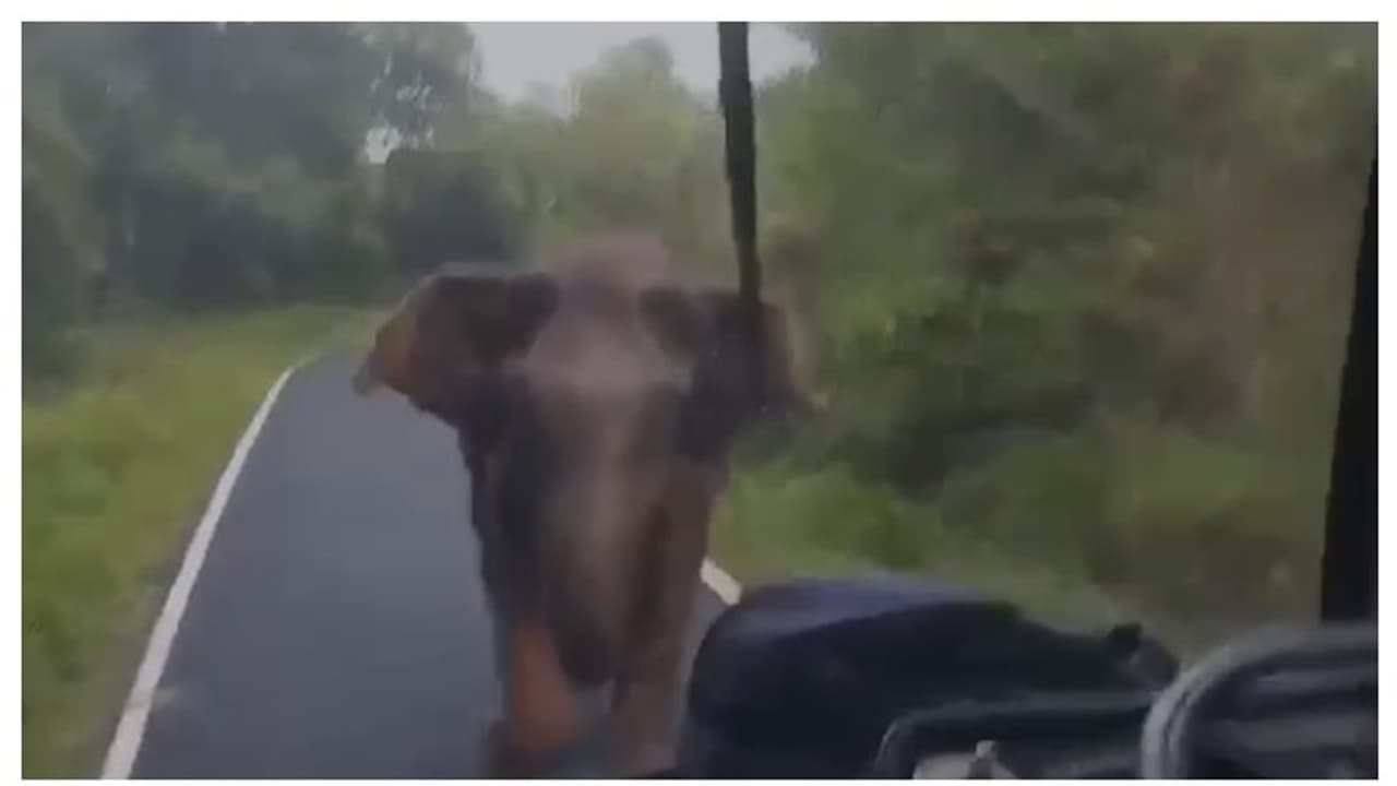 കെഎസ്ആർടിസി ബസിന് നേരെ പാഞ്ഞടുത്ത് കാട്ടാന, ധൈര്യം കൈവിടാതെ ഡ്രൈവർ വീഡിയോ കെഎസ്ആർടിസി ബസിന് നേരെ പാഞ്ഞടുത്ത് കാട്ടാന, ധൈര്യം കൈവിടാതെ ഡ്രൈവർ വീഡിയോ