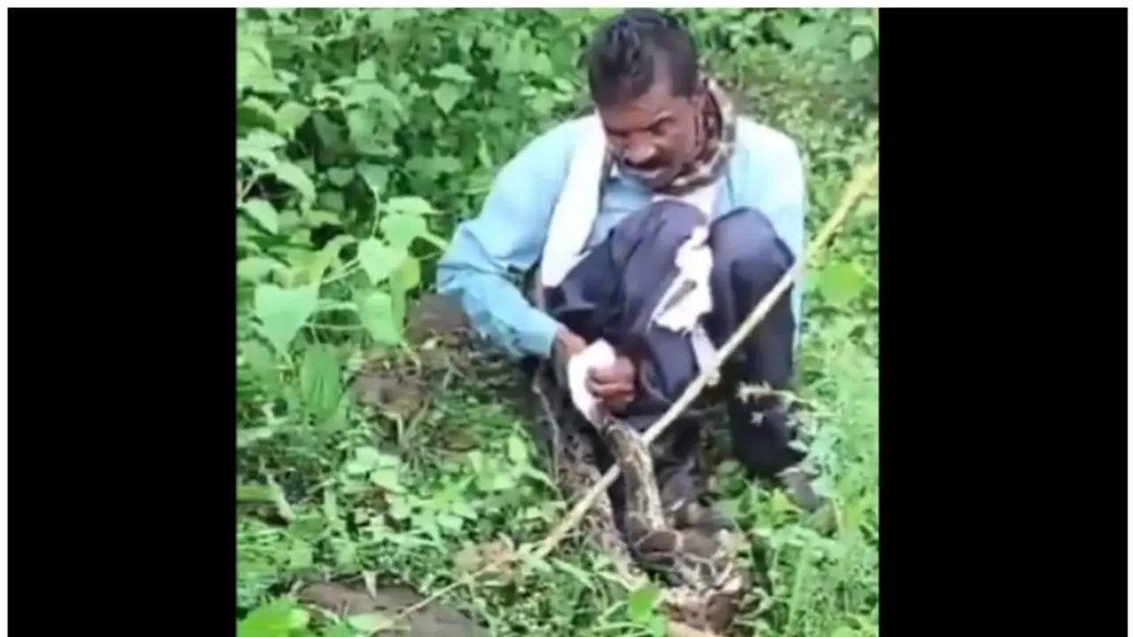  Villagers save man from giant python attack in Jabalpur, watch video