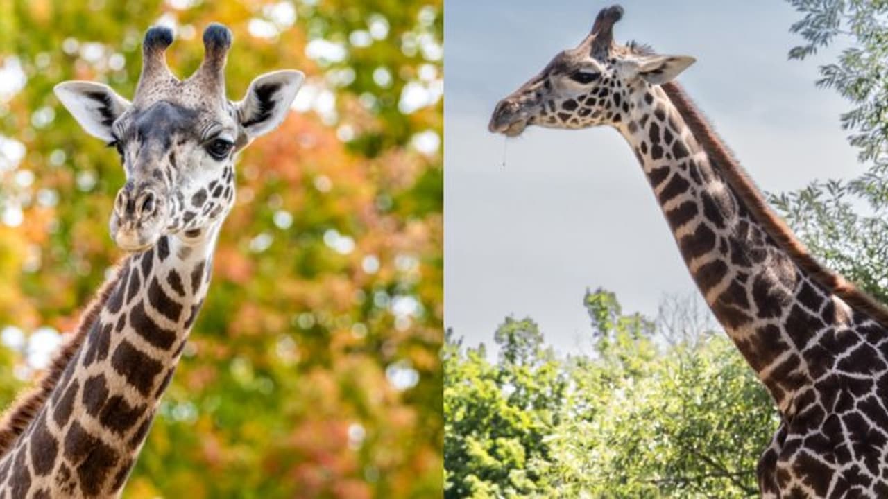 അനസ്തേഷ്യ നൽകിയതിലെ പിഴവ്, വന്ധ്യംകരിക്കൽ ശസ്ത്രക്രിയയ്ക്കിടെ 2 വയസുള്ള ജിറാഫിന് ദാരുണാന്ത്യം അനസ്തേഷ്യ നൽകിയതിലെ പിഴവ്, വന്ധ്യംകരിക്കൽ ശസ്ത്രക്രിയയ്ക്കിടെ 2 വയസുള്ള ജിറാഫിന് ദാരുണാന്ത്യം