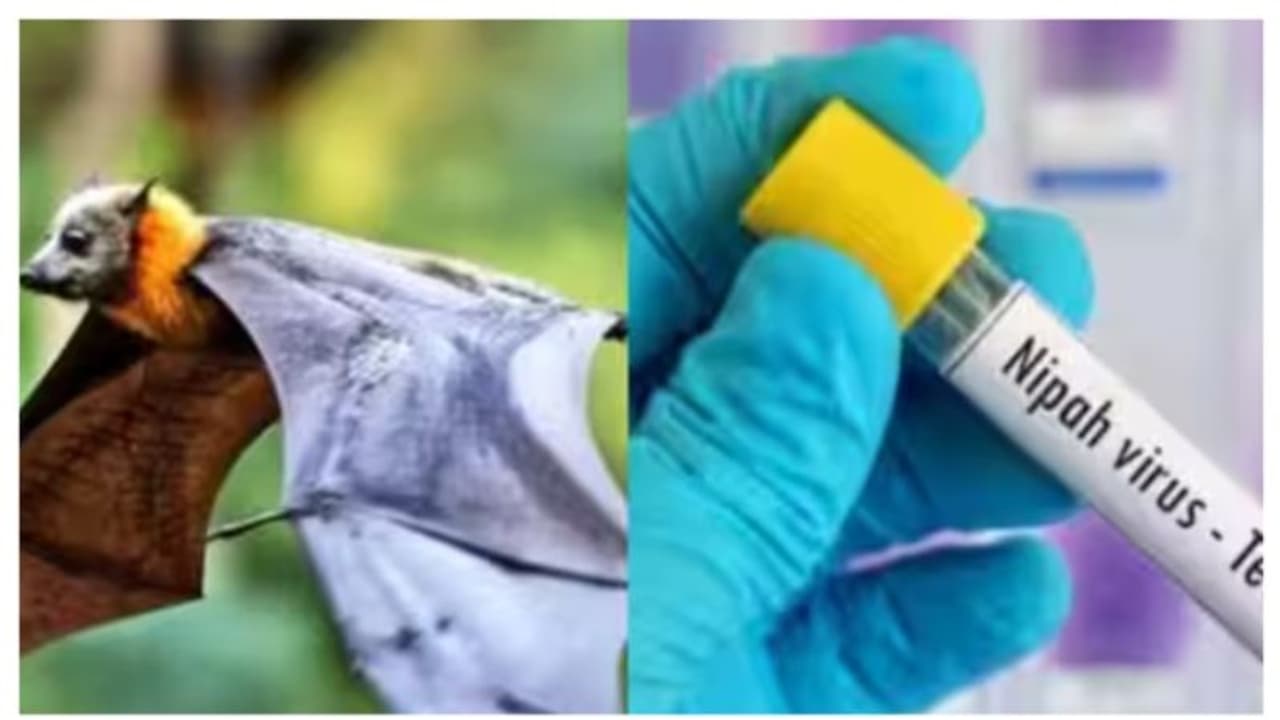 നിപ സംശയം; മരിച്ച യുവാവിൻ്റെ നേരിട്ട് സമ്പർക്കത്തിലുള്ളത് 26 പേർ, പട്ടിക തയ്യാറാക്കി ആരോഗ്യവകുപ്പ് നിപ സംശയം; മരിച്ച യുവാവിൻ്റെ നേരിട്ട് സമ്പർക്കത്തിലുള്ളത് 26 പേർ, പട്ടിക തയ്യാറാക്കി ആരോഗ്യവകുപ്പ്