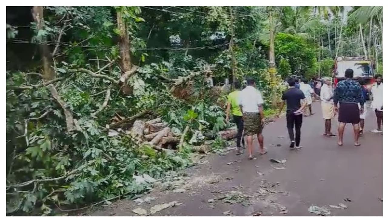കരുവാരകുണ്ടിനെ ഭീതിയിലാക്കി അപ്രതീക്ഷിത കാറ്റ്, റബറും തെങ്ങും ജാതിയും കടപുഴകി, ലക്ഷങ്ങളുടെ നഷ്ടം കരുവാരകുണ്ടിനെ ഭീതിയിലാക്കി അപ്രതീക്ഷിത കാറ്റ്, റബറും തെങ്ങും ജാതിയും കടപുഴകി, ലക്ഷങ്ങളുടെ നഷ്ടം