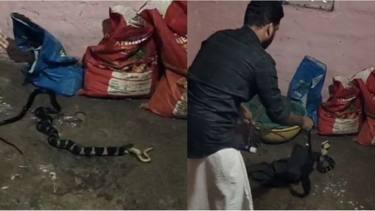 പുലർച്ചെ വീടിനുള്ളിൽ രാജവെമ്പാല; വനം വകുപ്പ് വാച്ചറെത്തി പിടികൂടുന്ന വീഡിയോ പുലർച്ചെ വീടിനുള്ളിൽ രാജവെമ്പാല; വനം വകുപ്പ് വാച്ചറെത്തി പിടികൂടുന്ന വീഡിയോ