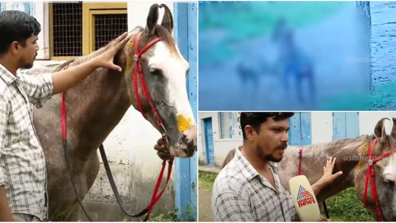 ഗർഭിണിയായ കുതിരയെ ആക്രമിച്ച കേസ്: കൊട്ടിയം സ്വദേശിയായ ഒരാൾ അറസ്റ്റിൽ; മറ്റ് പ്രതികള്ക്കായി അന്വേഷണം ഗർഭിണിയായ കുതിരയെ ആക്രമിച്ച കേസ്: കൊട്ടിയം സ്വദേശിയായ ഒരാൾ അറസ്റ്റിൽ; മറ്റ് പ്രതികള്ക്കായി അന്വേഷണം