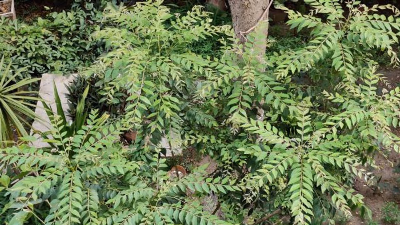 കറിവേപ്പിലത്തൈ: എത്ര നട്ടിട്ടും വളരുന്നില്ലേ? ഇതാ ചില പൊടിക്കൈകൾ 