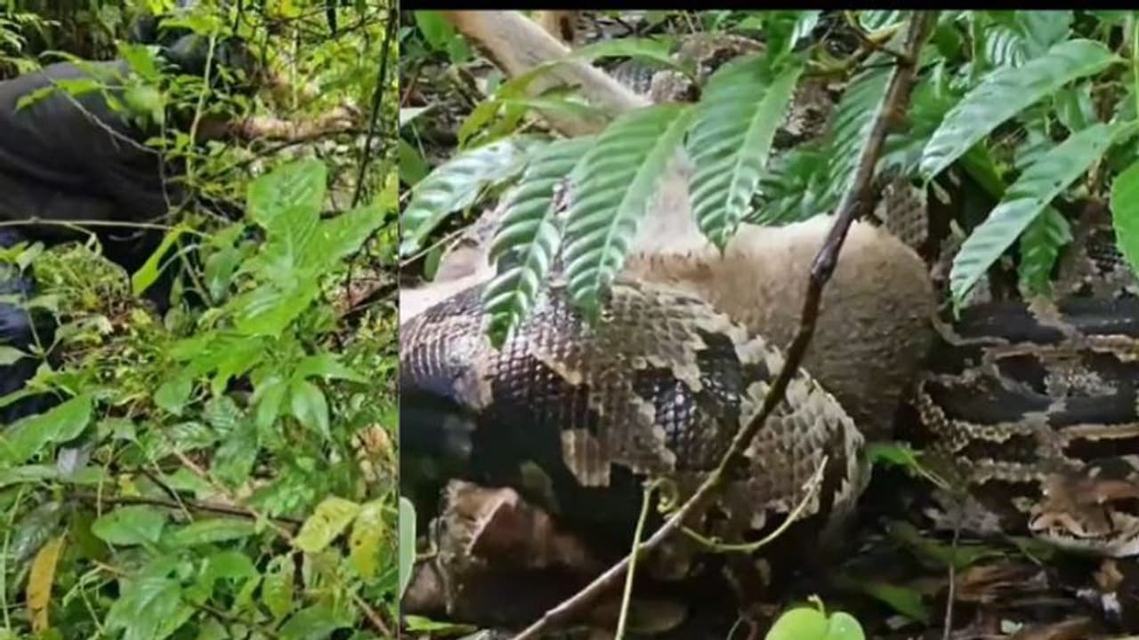 പറമ്പിൽ നിന്ന് അസാധാരണ ശബ്ദം, നോക്കിയപ്പോൾ ഞെട്ടിക്കുന്ന കാഴ്ച, കുറുനരിയെ ചുറ്റിവരിഞ്ഞ് കൂറ്റൻ പെരുമ്പാമ്പ്