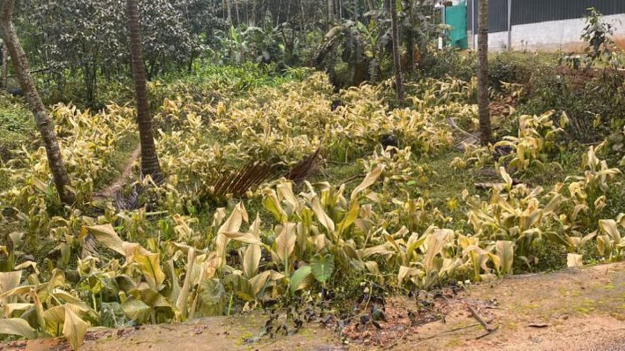 പൊട്ടിത്തെറി പിന്നാലെ ഐസ് ഫാക്ടറിയിൽ അമോണിയ ചോർച്ച, പരിസരത്തെ ചെടികൾ കരിഞ്ഞു, നിരവധിപേർക്ക് ശ്വാസ തടസം പൊട്ടിത്തെറി പിന്നാലെ ഐസ് ഫാക്ടറിയിൽ അമോണിയ ചോർച്ച, പരിസരത്തെ ചെടികൾ കരിഞ്ഞു, നിരവധിപേർക്ക് ശ്വാസ തടസം