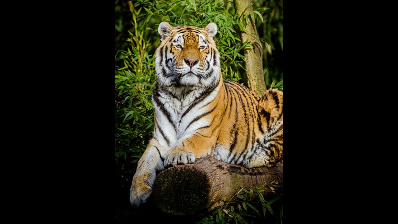 புலியை ஏன் தேசிய விலங்காக அறிவித்தனர்? சுவாரஸ்யமான உண்மைகள் இதோ!